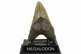 Fossil Megalodon Tooth - North Carolina #328255-2